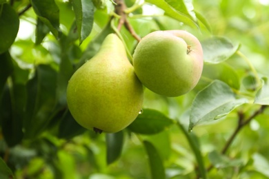 Photo of Ripe pears on tree branch in garden after rain, closeup