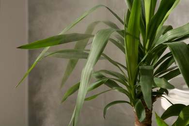 Photo of Beautiful green houseplant and steam indoors, closeup view. Air humidification