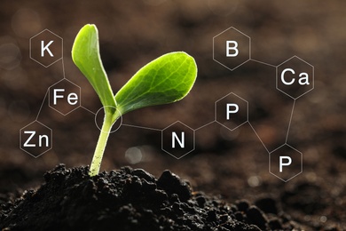 Image of Mineral fertilizer. Young seedling growing in soil, closeup
