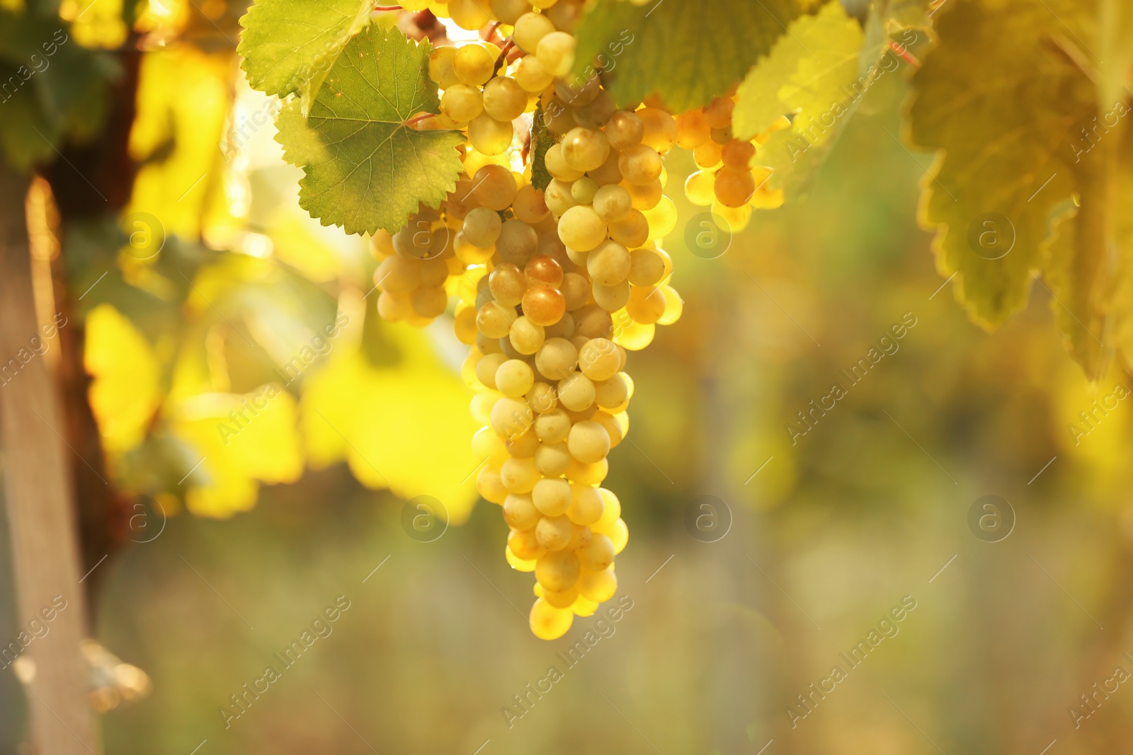 Photo of Bunch of fresh ripe juicy grapes against blurred background