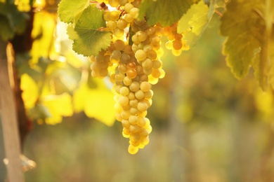 Photo of Bunch of fresh ripe juicy grapes against blurred background