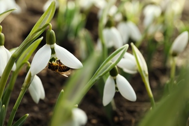Photo of Bee pollinating beautiful snowdrop outdoors, closeup. Space for text
