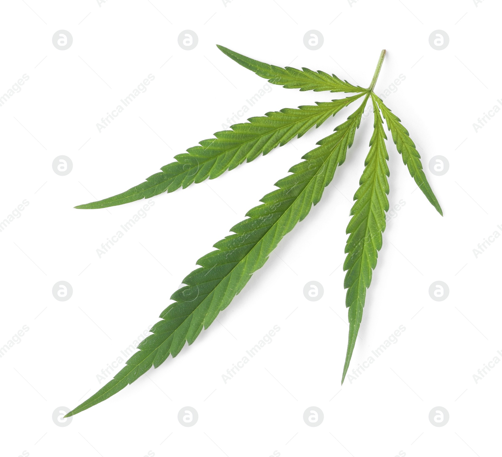 Photo of Fresh green hemp leaf on white background, top view