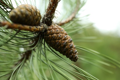 Photo of Cones growing on pine branch outdoors, closeup