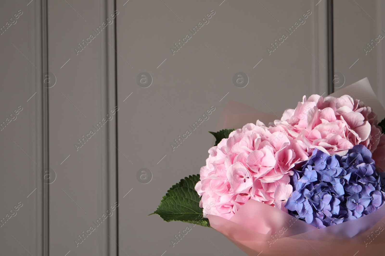 Photo of Bouquet of beautiful hortensia flowers near grey wall. Space for text