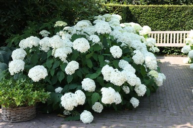 Photo of Beautiful hydrangea shrubs with white flowers outdoors