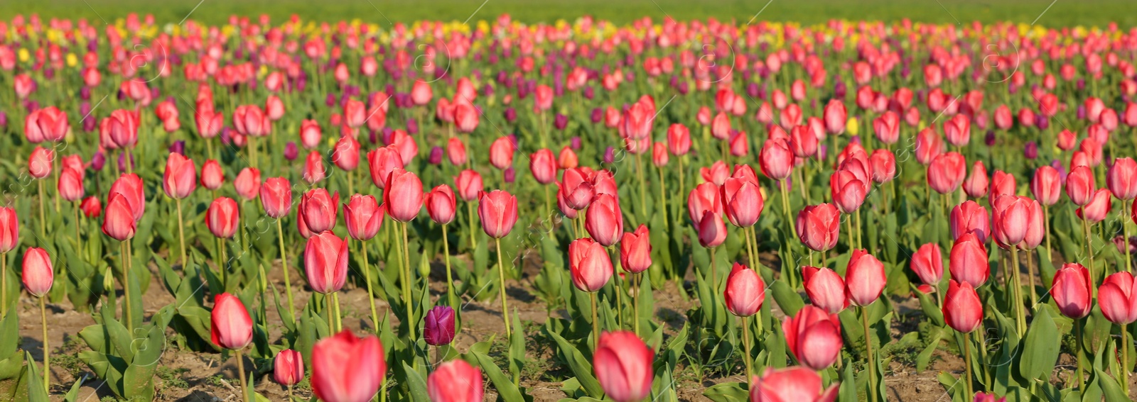 Photo of Field with fresh beautiful tulips. Blooming flowers