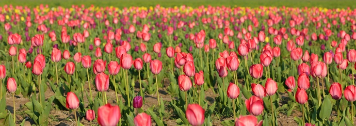 Photo of Field with fresh beautiful tulips. Blooming flowers