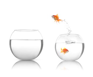 Goldfish jumping from glass fish bowl with neighbor into empty one on white background