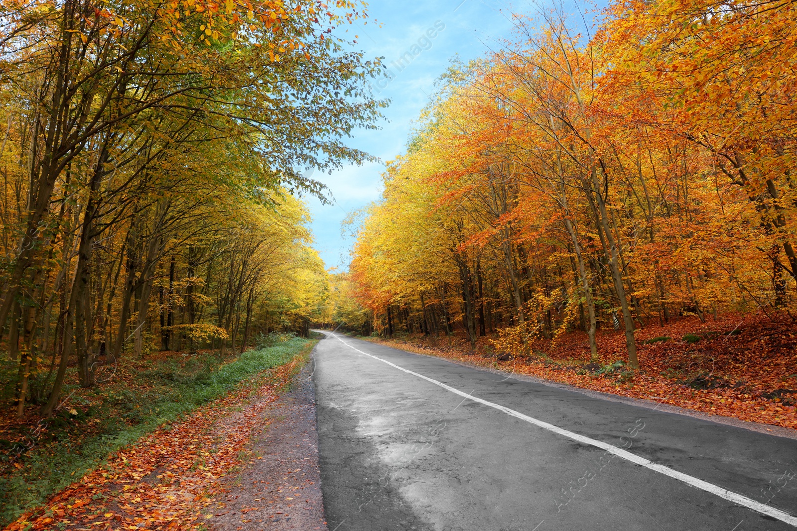 Photo of Beautiful view of asphalt road going through autumn forest