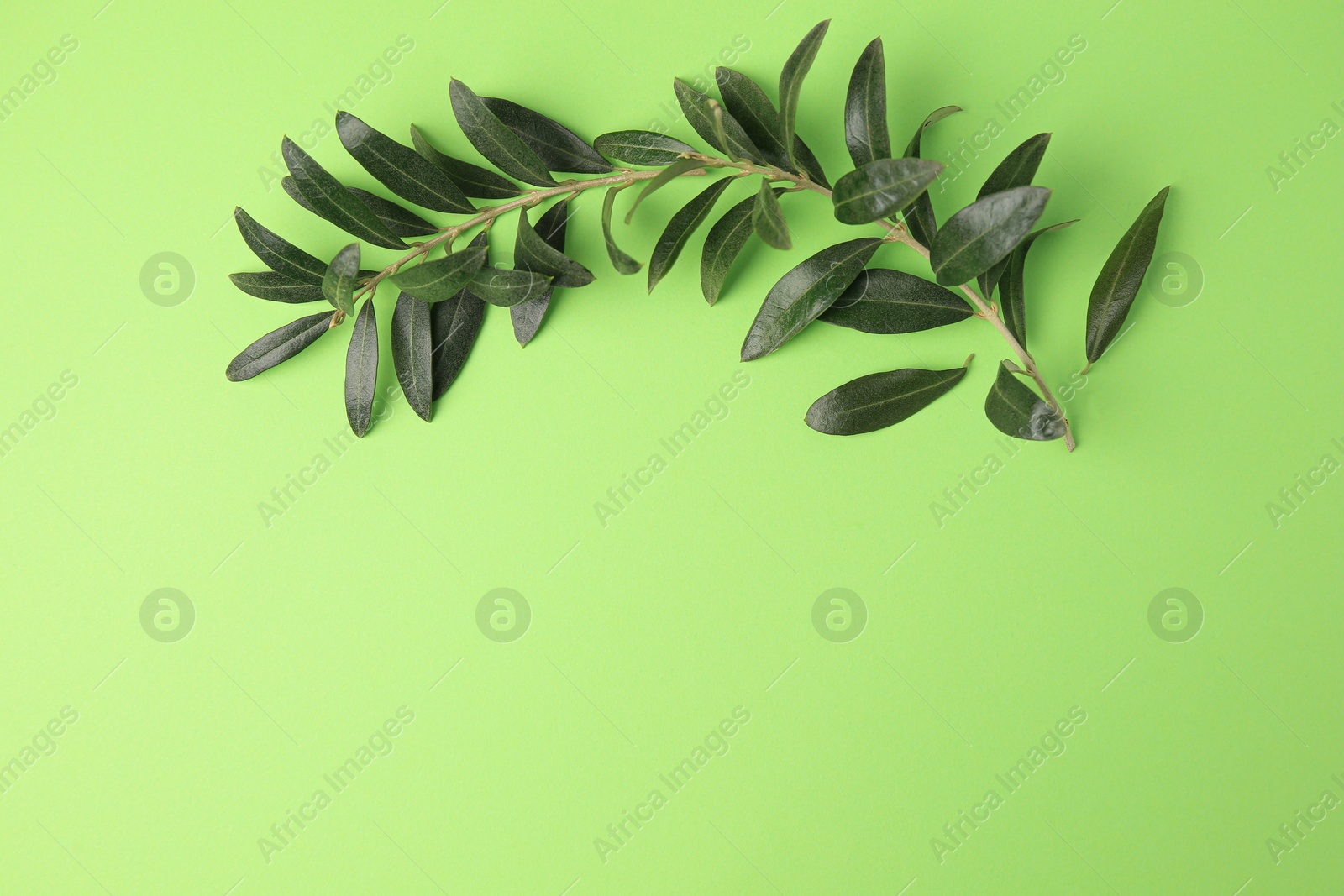 Photo of Olive twig with fresh leaves on light green background, top view. Space for text