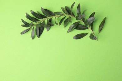 Photo of Olive twig with fresh leaves on light green background, top view. Space for text