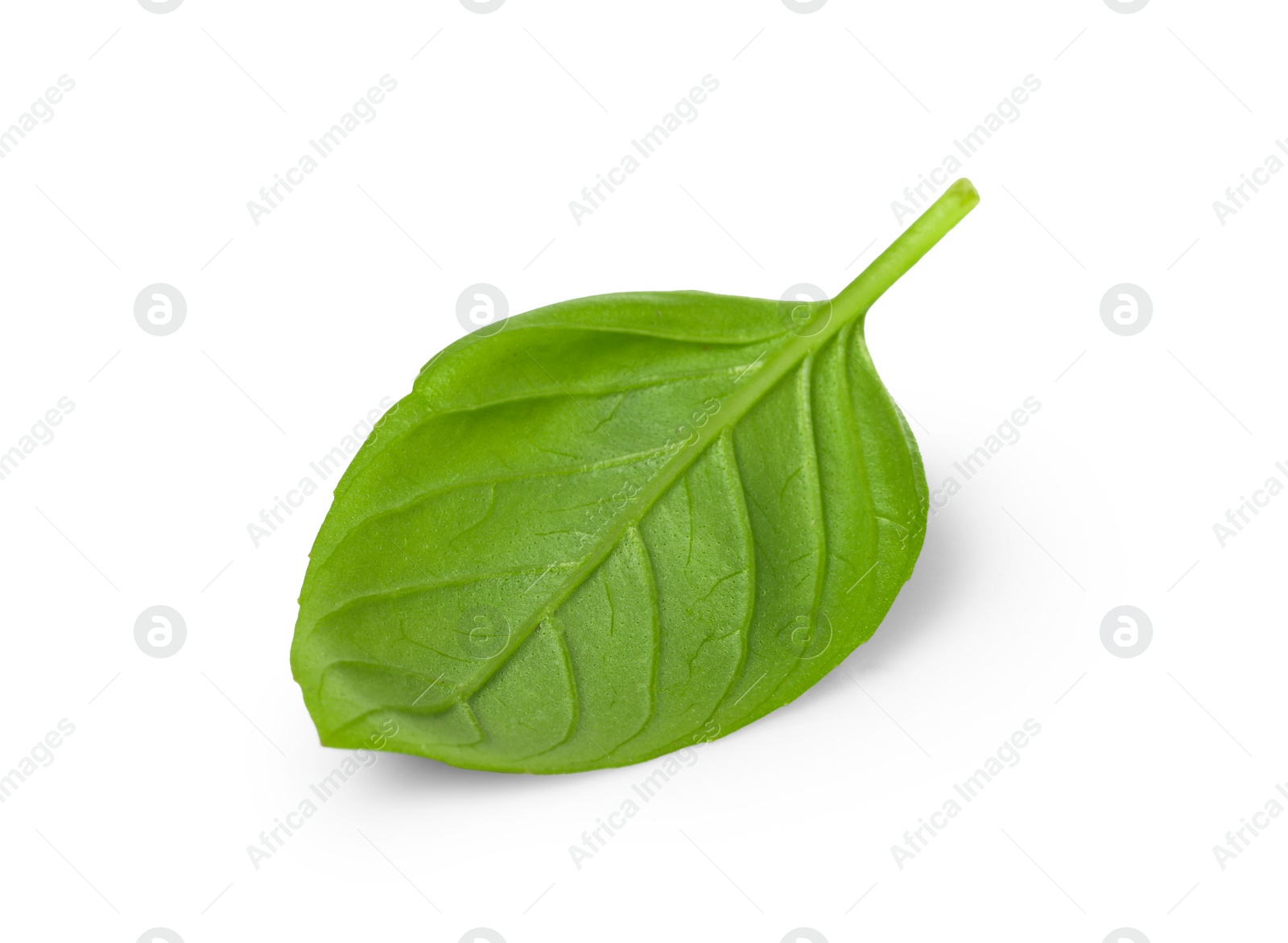 Photo of One green basil leaf isolated on white