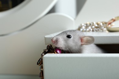 Cute small rat with jewelry in chest of drawers, closeup