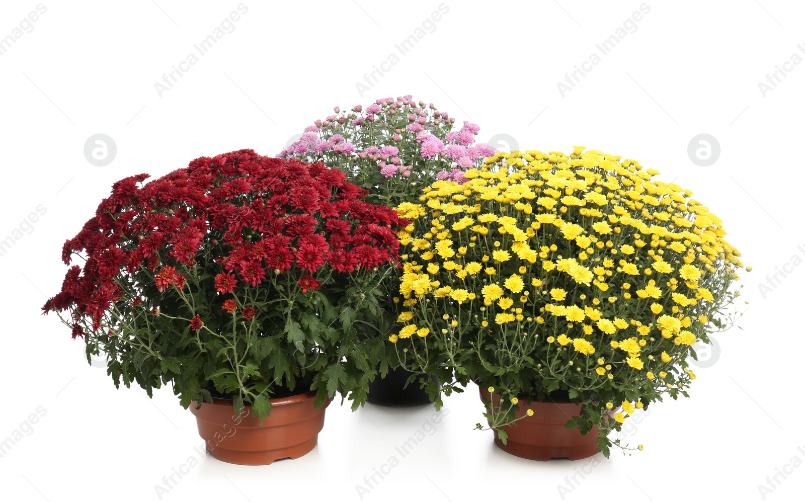 Photo of Pots with beautiful colorful chrysanthemum flowers on white background