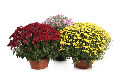Photo of Pots with beautiful colorful chrysanthemum flowers on white background
