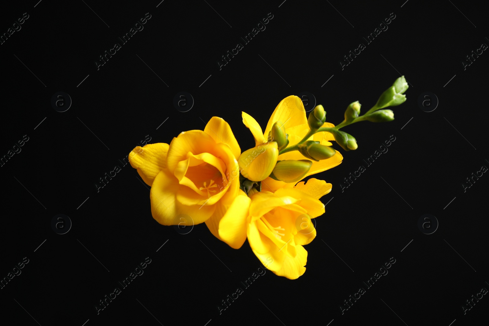 Photo of Beautiful yellow freesia flowers on black background