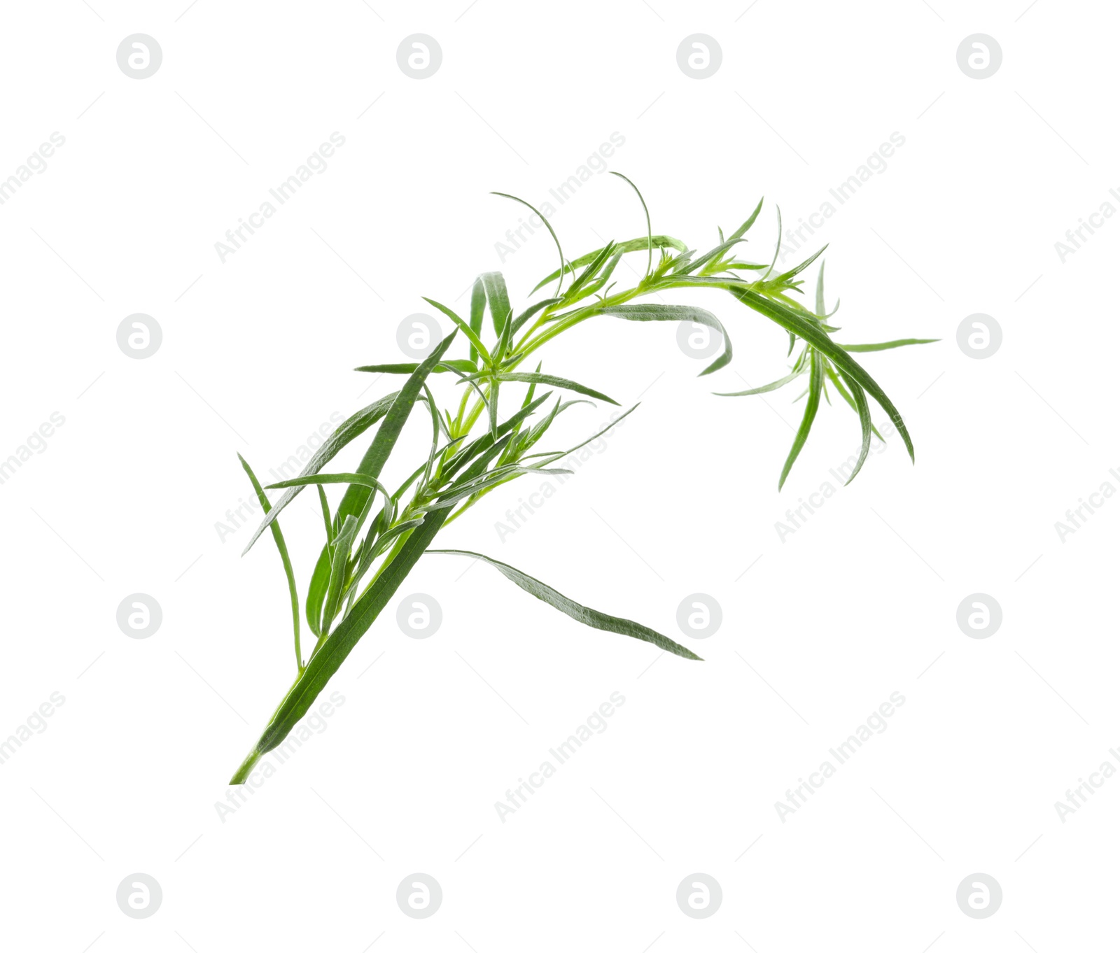 Photo of One sprig of fresh tarragon on white background