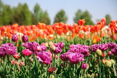 Beautiful colorful tulip flowers growing in field