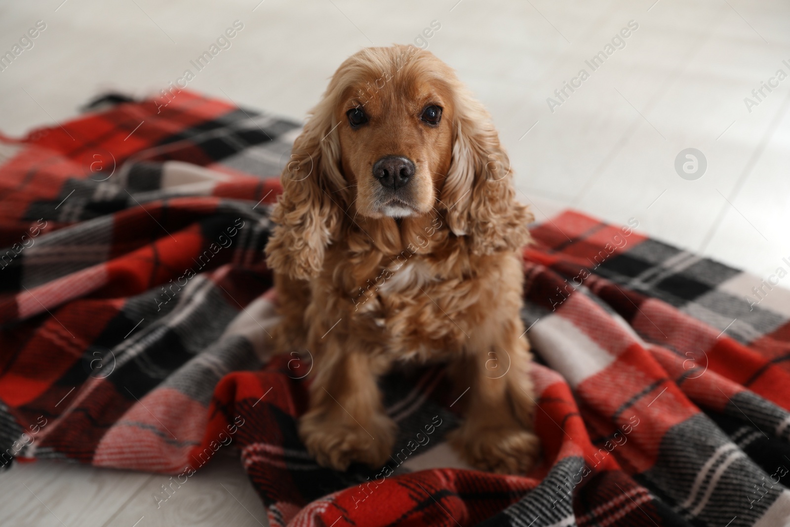 Photo of Cute English cocker spaniel dog with plaid on floor