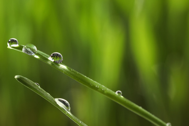 Water drops on grass blades against blurred background, closeup