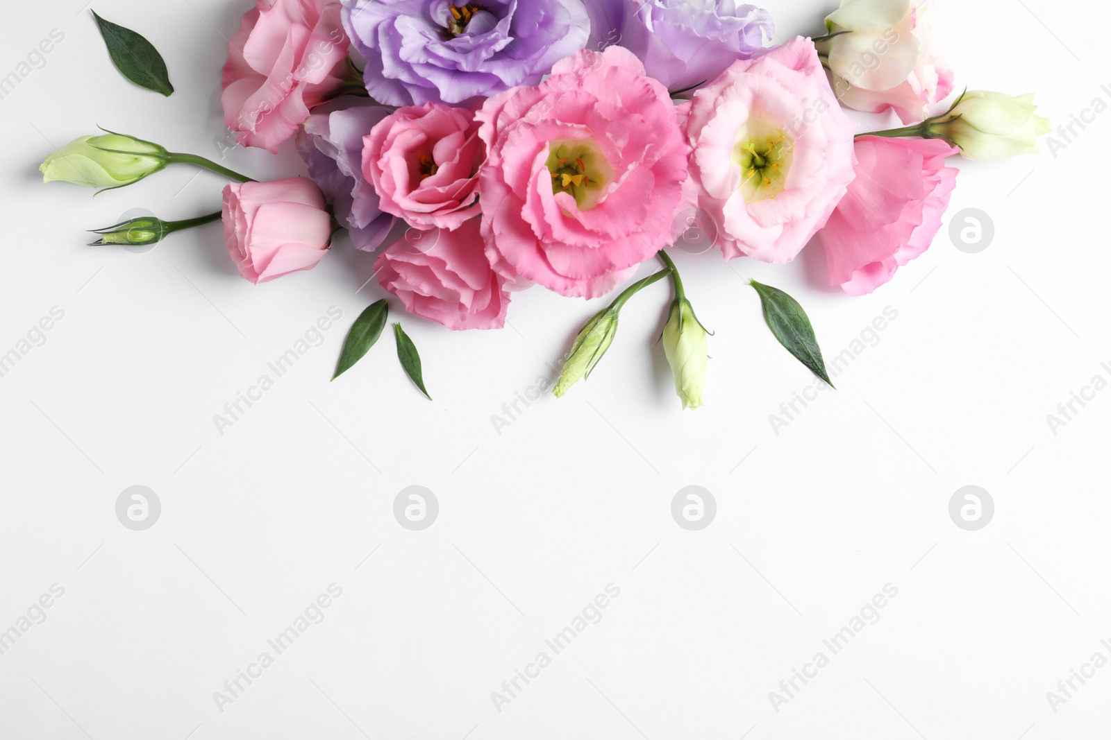 Photo of Flat lay composition with beautiful Eustoma flowers on light background