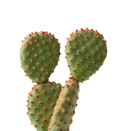 Photo of Beautiful Opuntia cactus on white background, closeup