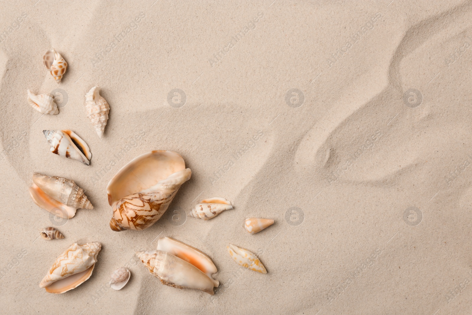 Photo of Seashells on beach sand, top view. Space for text