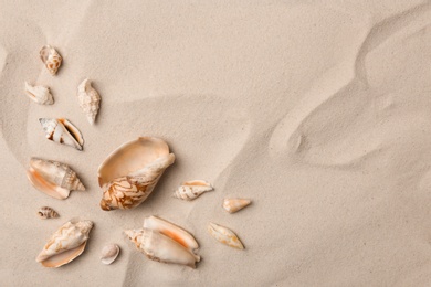 Seashells on beach sand, top view. Space for text