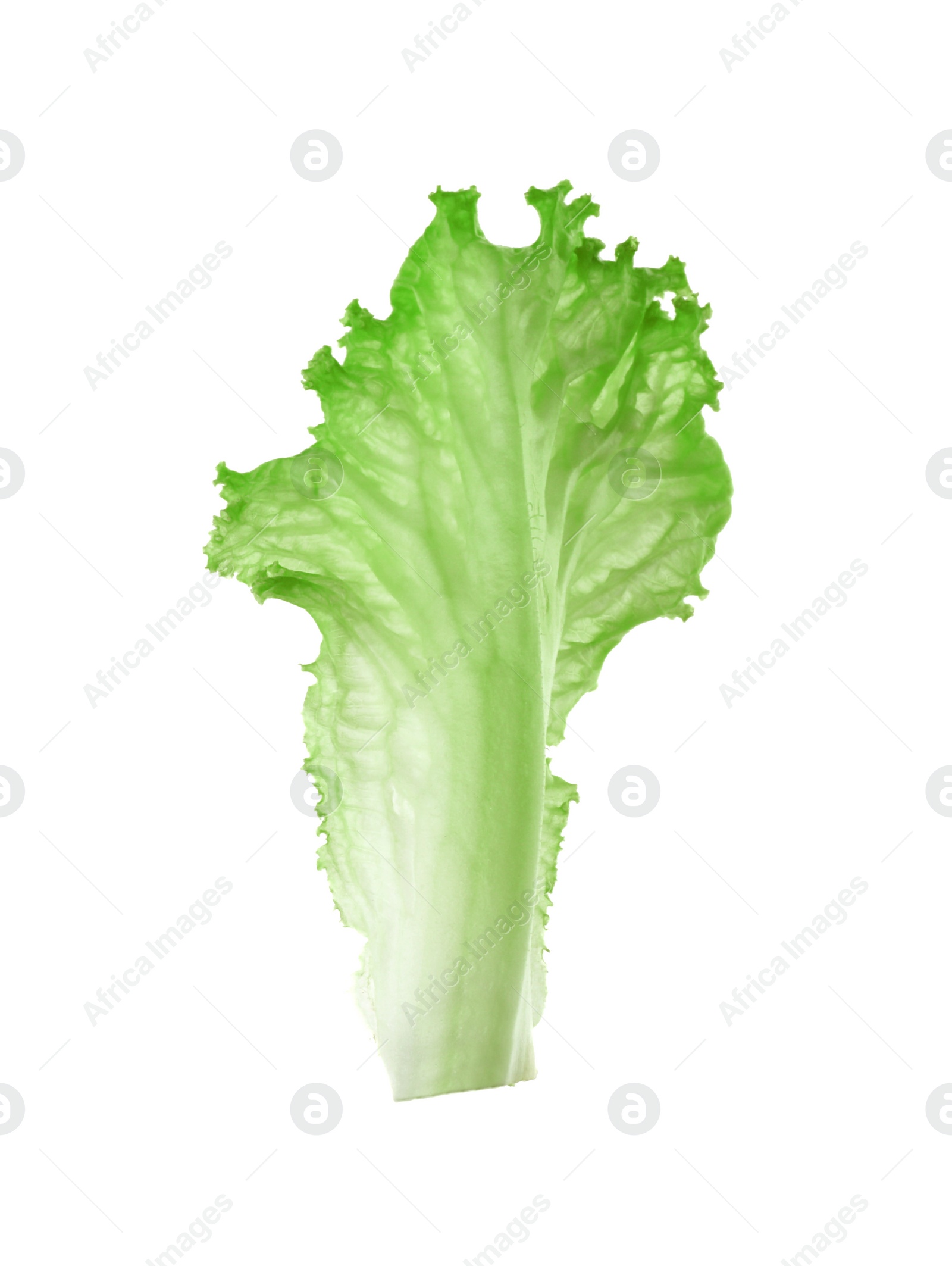 Photo of One green lettuce leaf isolated on white. Salad greens