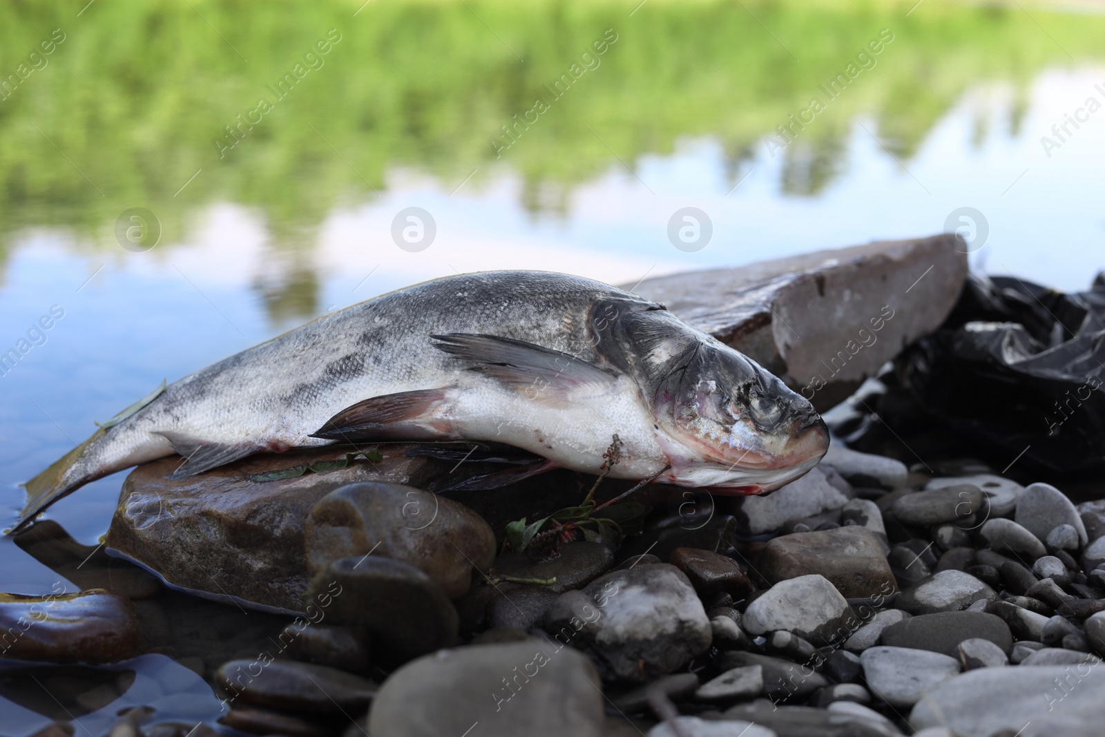 Photo of Dead fish on stone near river. Environmental pollution concept