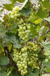 Photo of Delicious green grapes growing in vineyard, closeup