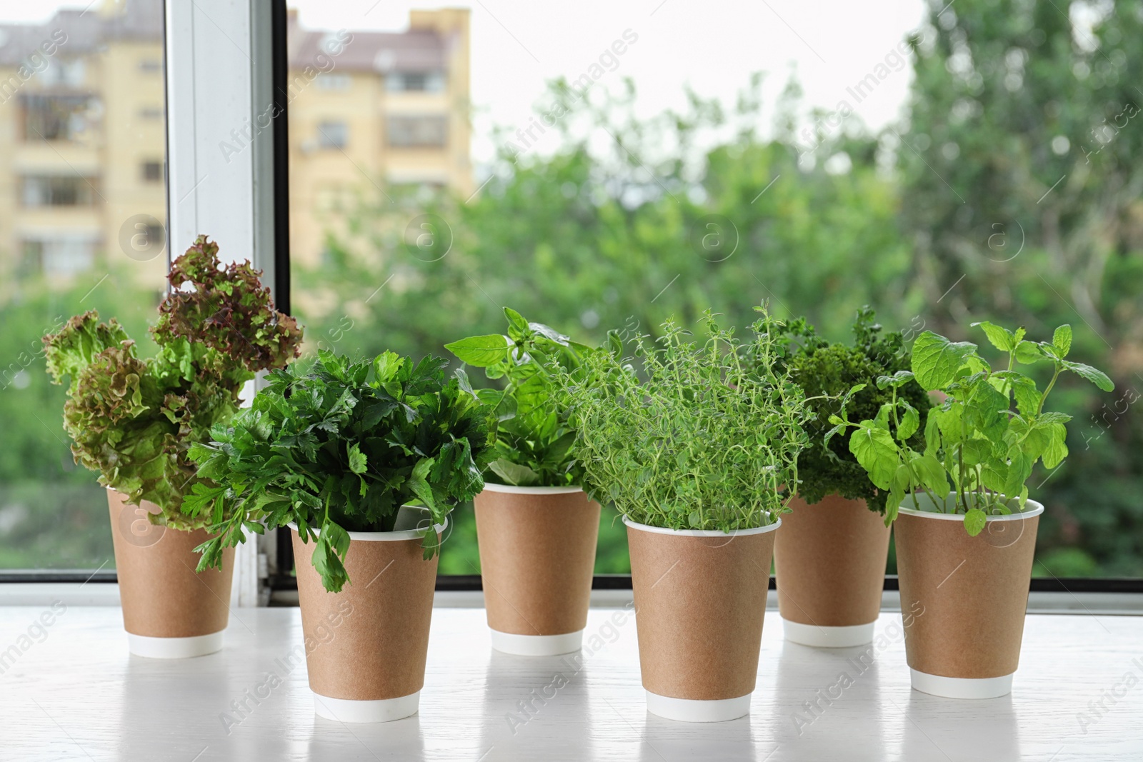 Photo of Seedlings of different aromatic herbs in paper cups on white wooden window sill