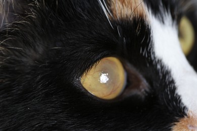 Photo of Cute cat with corneal opacity in eye, closeup