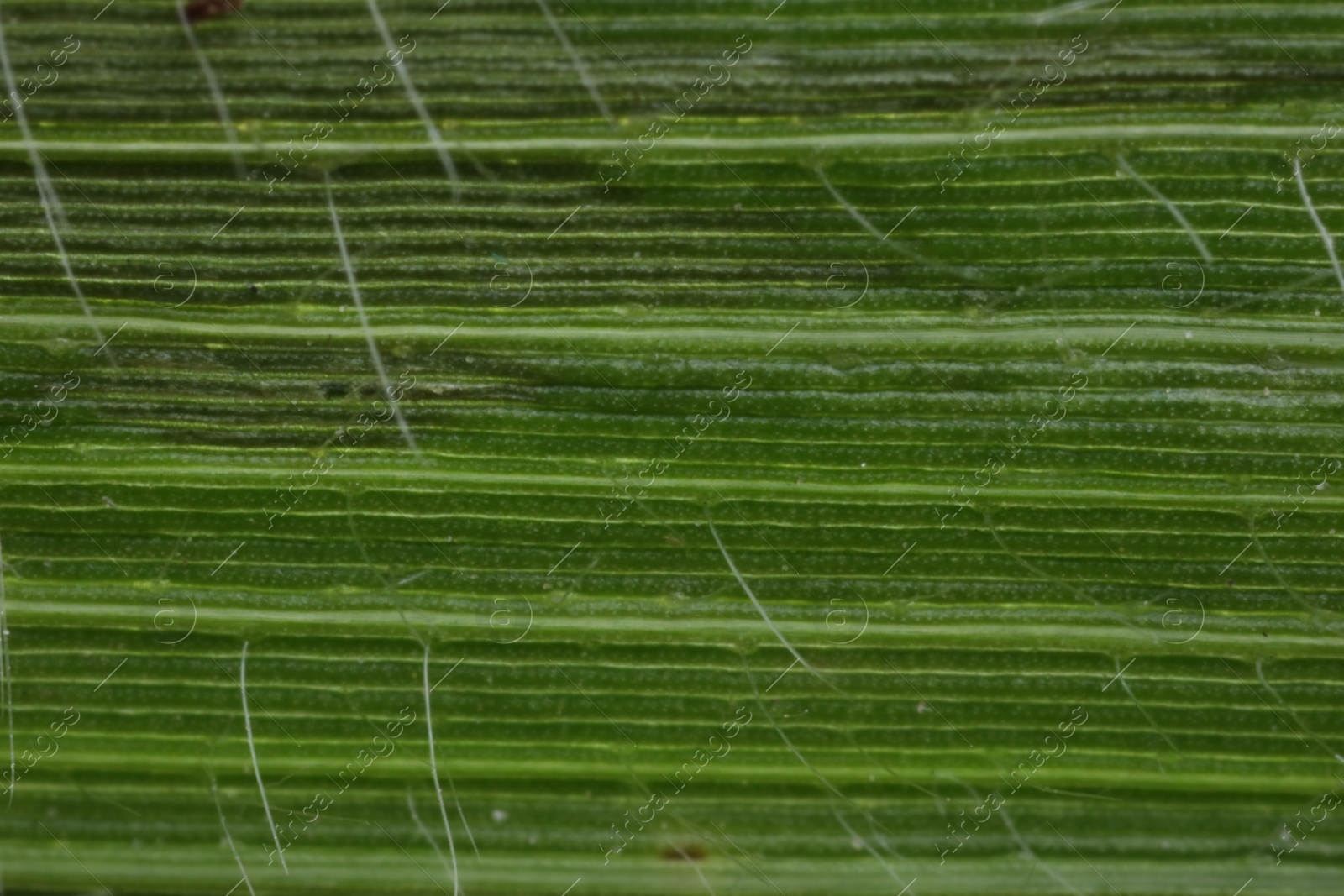 Photo of Texture of green leaf as background, macro view