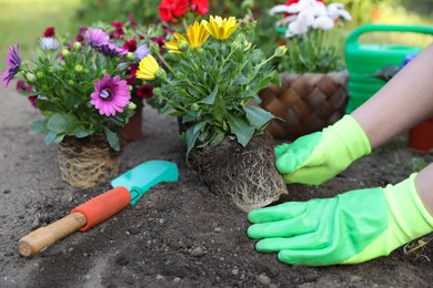 Woman in gardening gloves planting beautiful blooming flowers outdoors, closeup