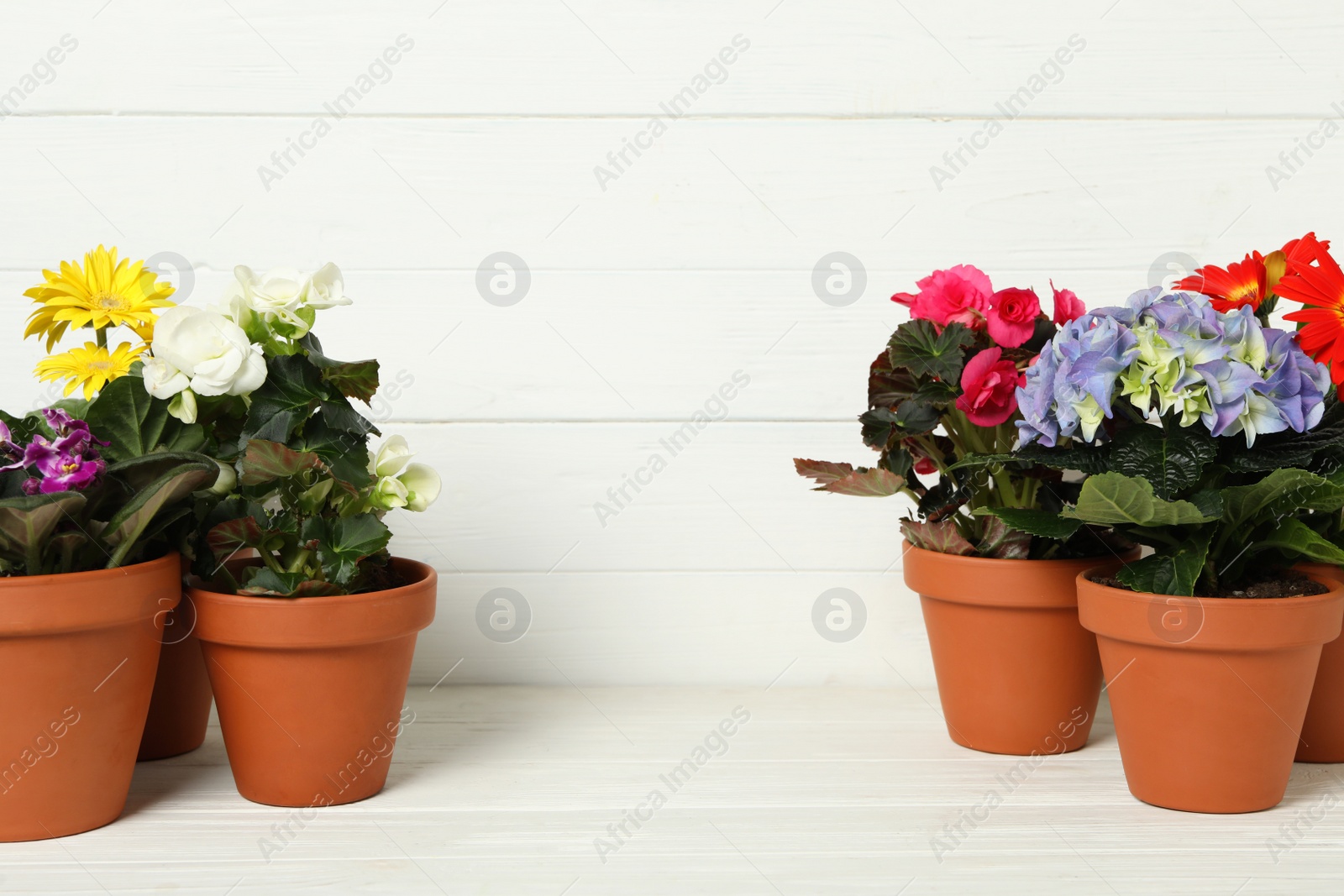 Photo of Different beautiful blooming plants in flower pots on white wooden table, space for text