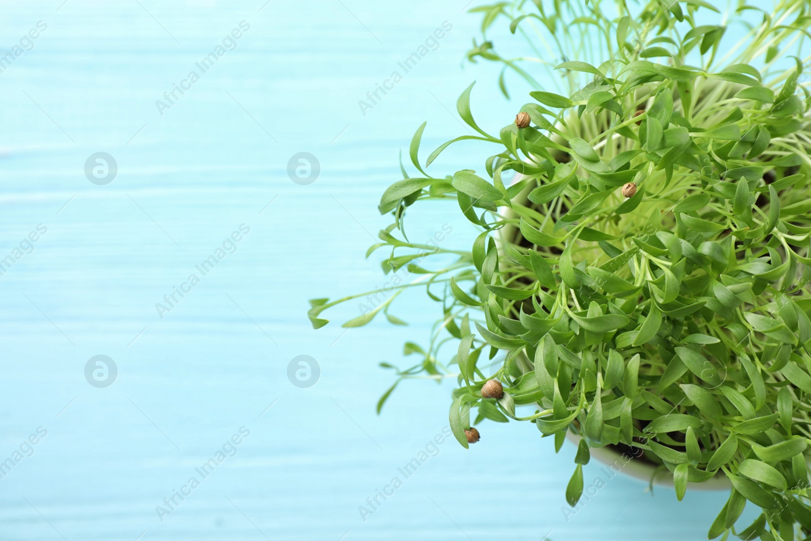 Photo of Fresh organic microgreen on light blue wooden table, top view. Space for text