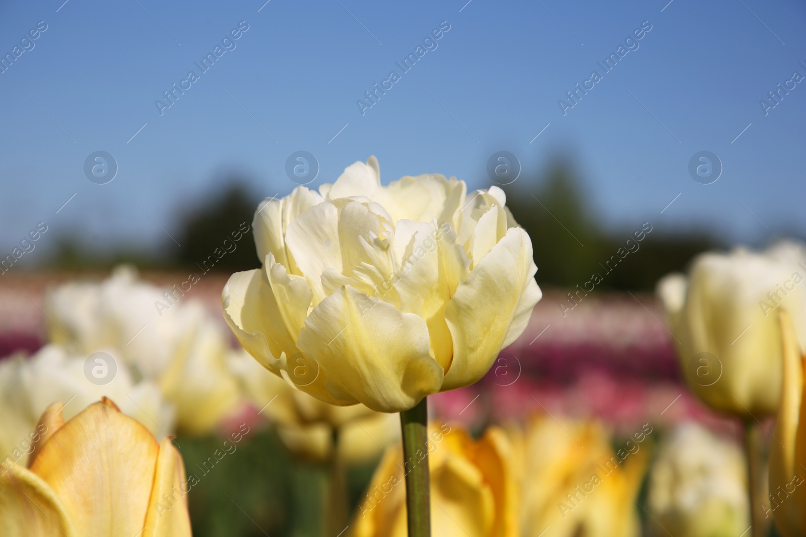 Photo of Beautiful colorful tulip flowers growing in field on sunny day, closeup