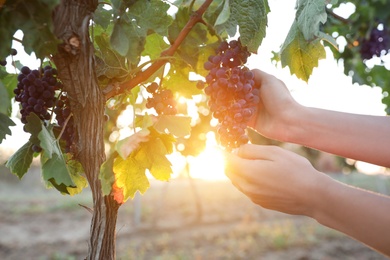 Woman picking grapes in vineyard on sunset, closeup