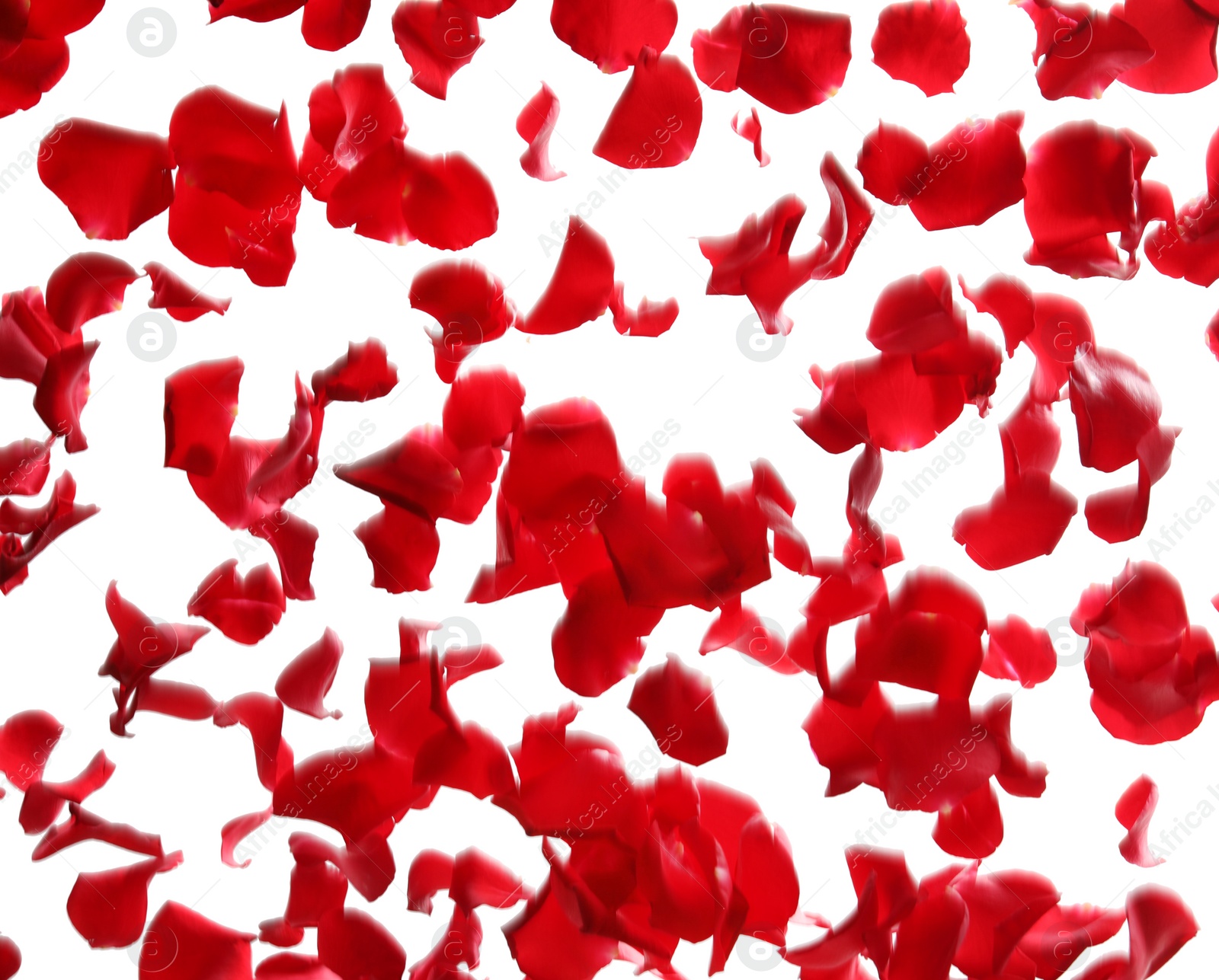 Photo of Red rose petals falling on white background