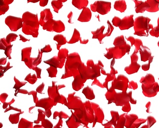 Red rose petals falling on white background