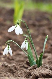 Beautiful snowdrops blooming in field. First spring flowers