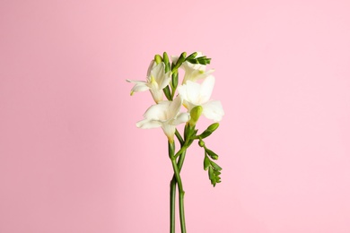 Photo of Beautiful freesia flowers on light pink background