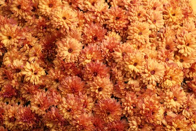 Photo of Top view of beautiful orange Chrysanthemum flowers