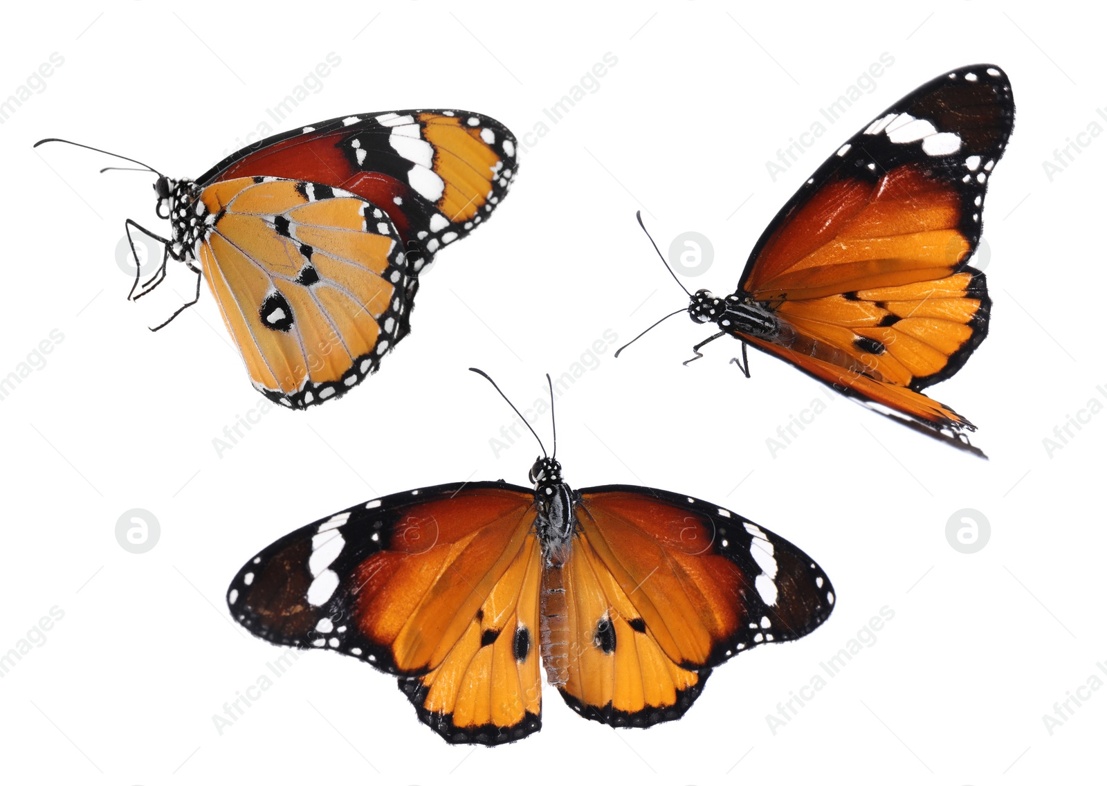 Image of Set of beautiful plain tiger butterflies on white background
