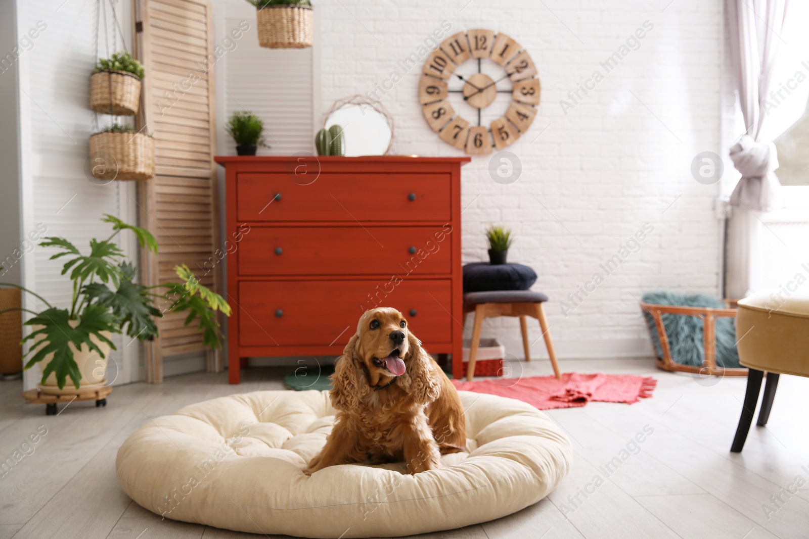 Photo of Adorable dog on pet bed in stylish room interior