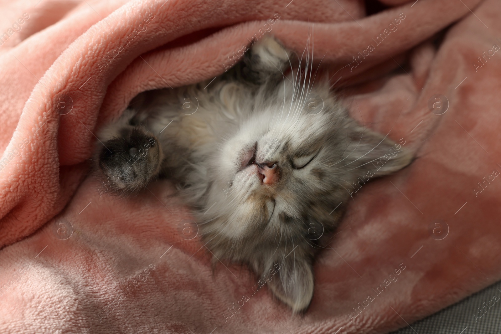 Photo of Cute kitten sleeping in soft pink blanket