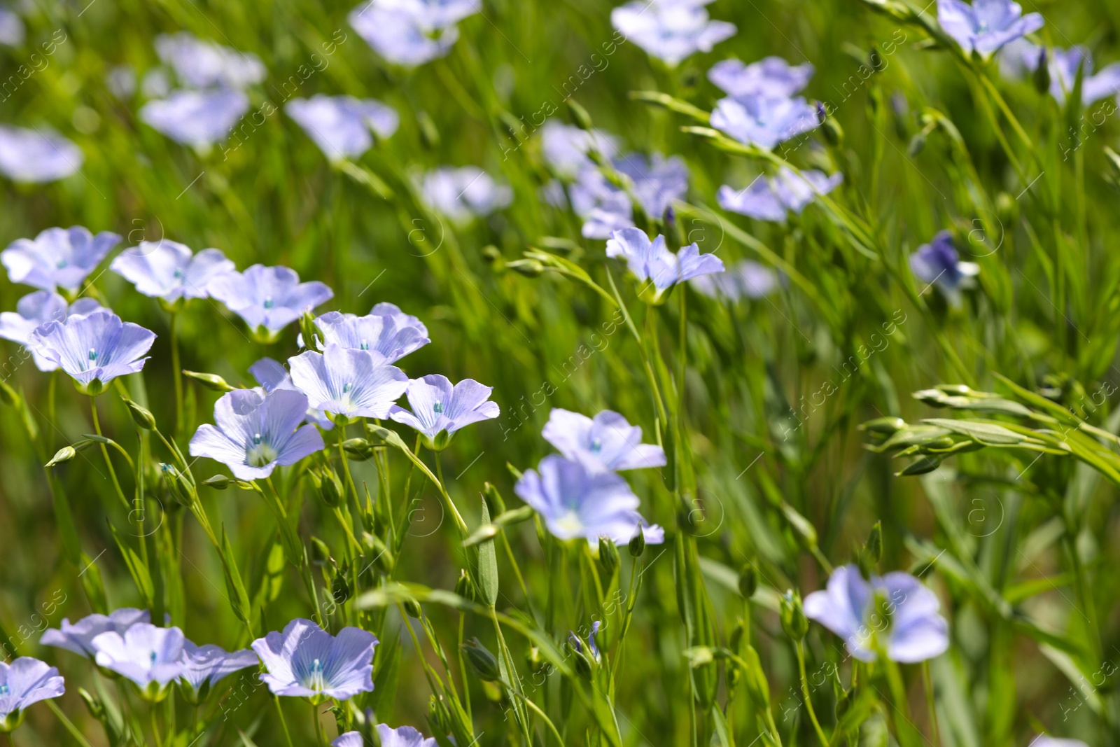 Photo of Closeup view of beautiful blooming flax field