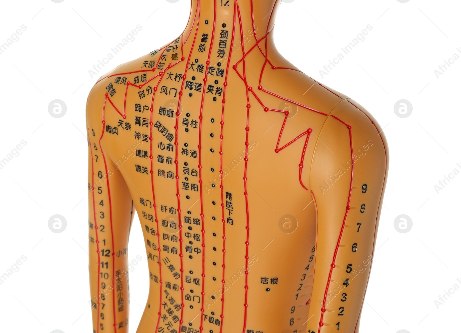 Photo of Acupuncture model. Mannequin with dots and lines isolated on white